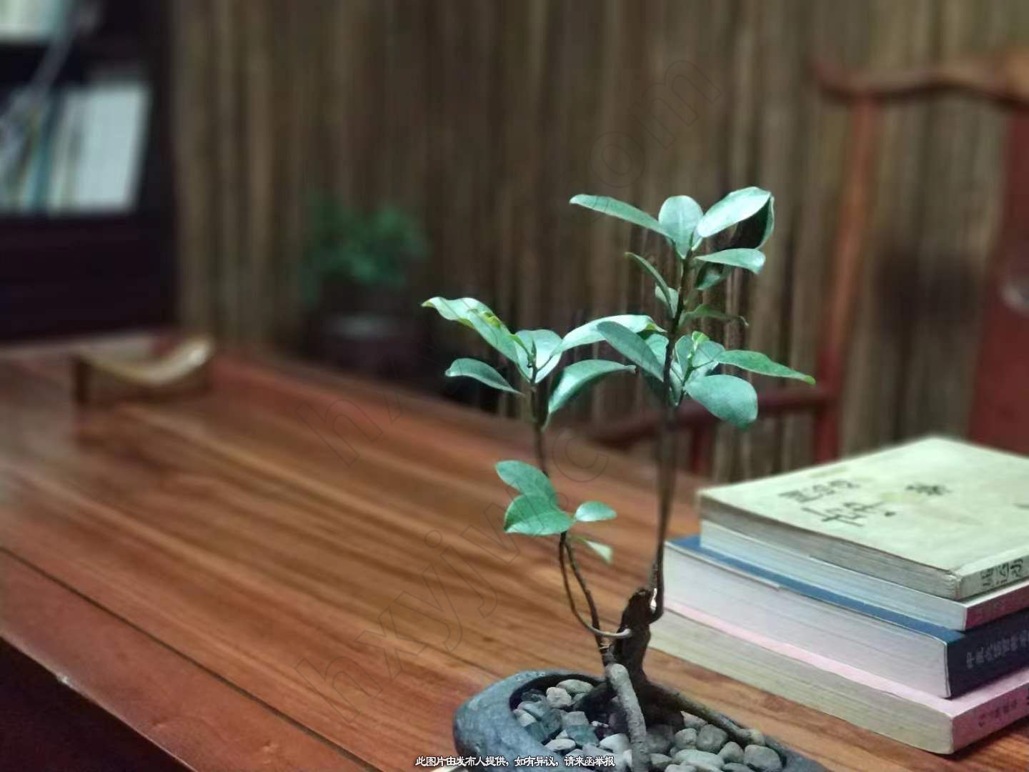 门诊转让,厦门思明区文园路中医诊所转让